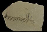 Dawn Redwood (Metasequoia) Fossil - Montana #142540-1